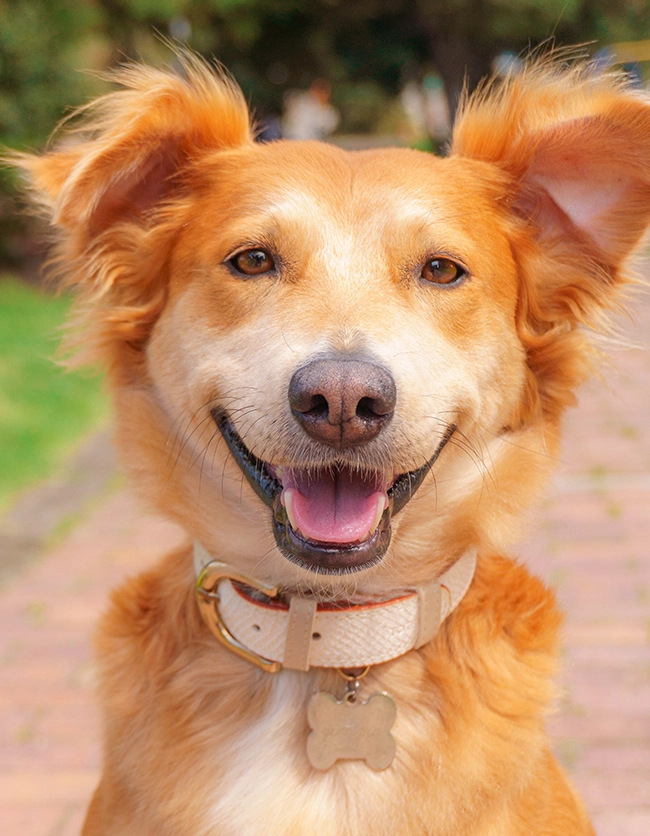 Collar para perro