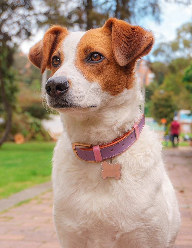 Collar para perro