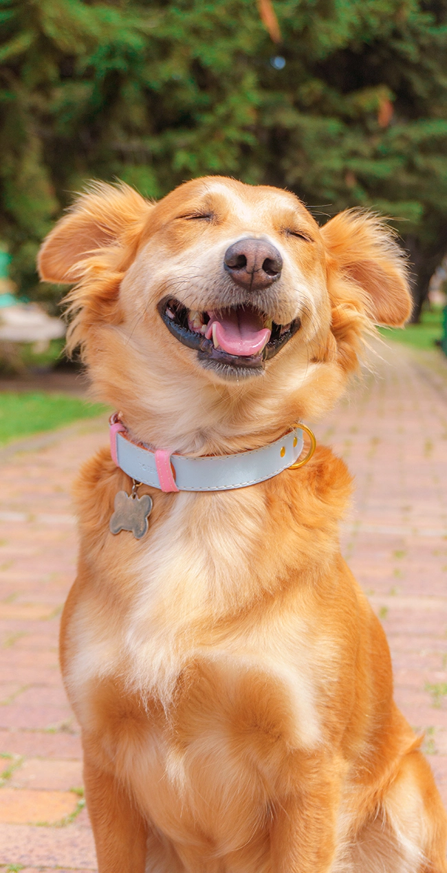 Collar para perro