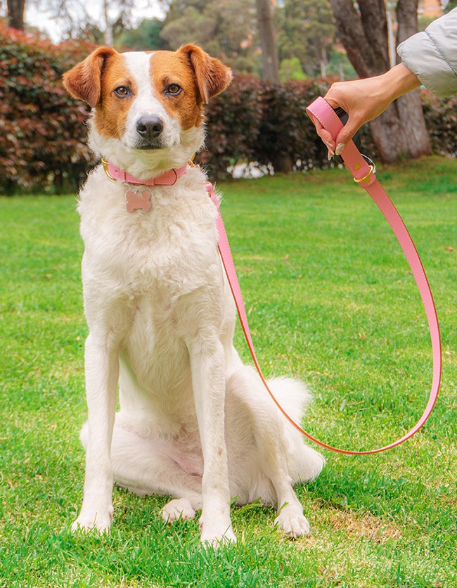 Collar para perro