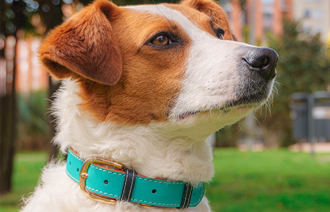 Collar para perro