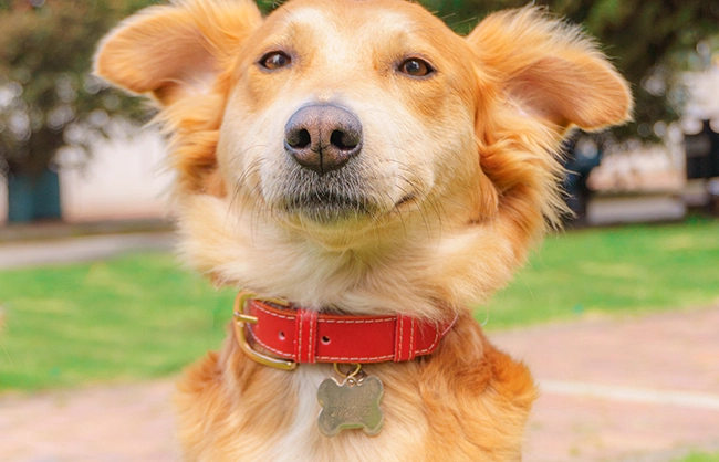 Collar para perro