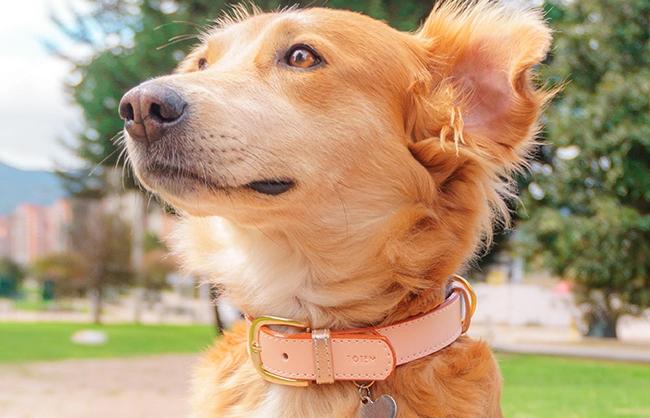 Collar para perro